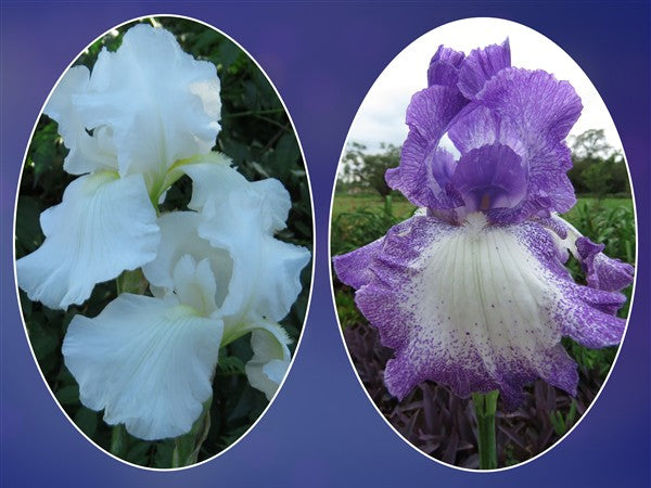 Bearded Iris - Combo #53 - 2 plants p-pack (2 varieties)