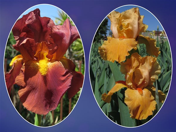 Bearded Iris - Combo #54 - 2 plants p-pack (2 varieties)