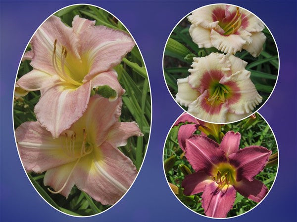 Hemerocallis (daylily) - Combo #84 - 3 plants p-pack