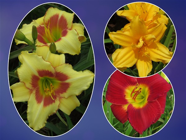 Hemerocallis (daylily) - Combo #85 - 3 plants p-pack