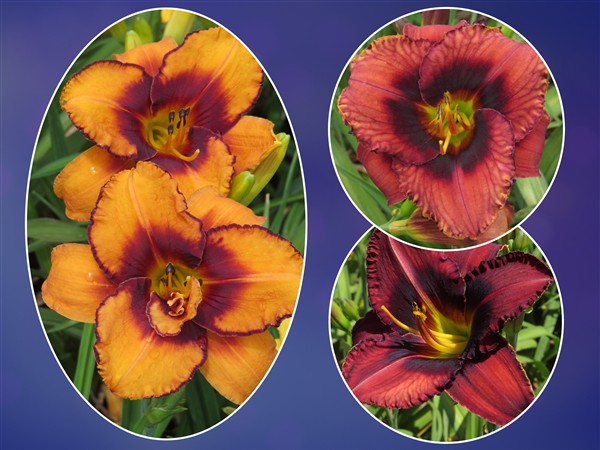 Hemerocallis (daylily) - Combo #86 - 3 plants p-pack