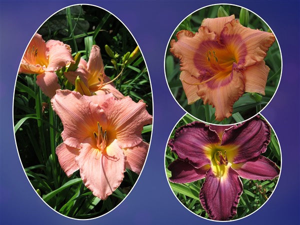 Hemerocallis (daylily) - Combo #87 - 3 plants p-pack