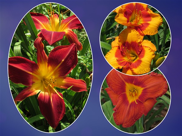 Hemerocallis (daylily) - Combo #88 - 3 plants p-pack
