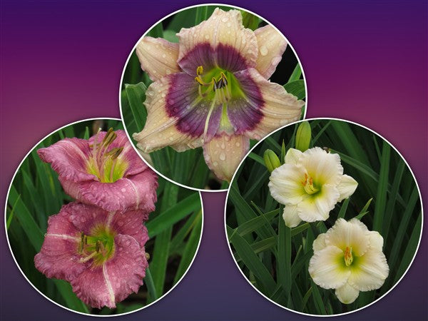Hemerocallis (daylily) - Combo #89 - 3 plants p-pack