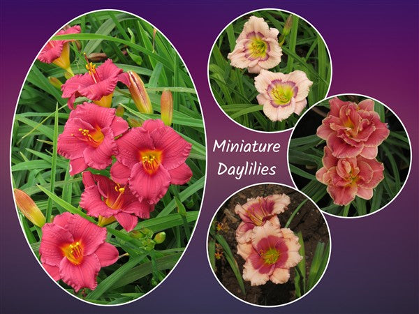 Hemerocallis (daylily) - Combo # 90: (miniature daylily varieties)- 4 plants p-pack