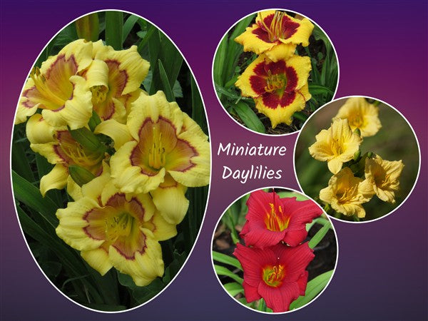 Hemerocallis (daylily) - Combo # 91: (miniature daylily varieties)- 4 plants p-pack