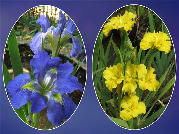 Louisiana Iris Combo 3 - 2 plants p-pack (2 varieties)