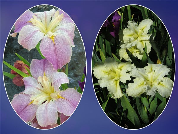 Louisiana Iris Combo 4 - 2 plants p-pack (2 varieties)