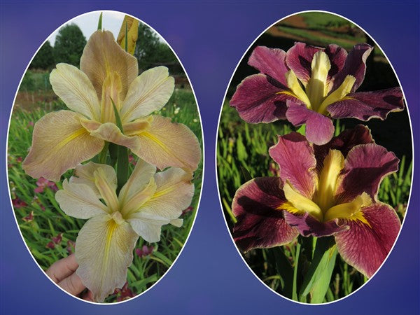 Louisiana Iris Combo 5 - 2 plants p-pack (2 varieties)