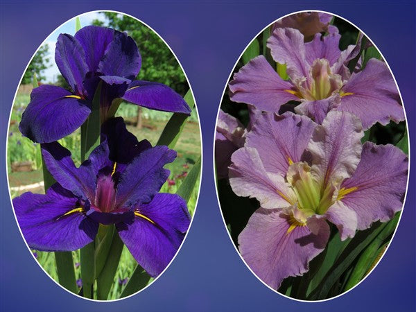 Louisiana Iris Combo 6 - 2 plants p-pack (2 varieties)
