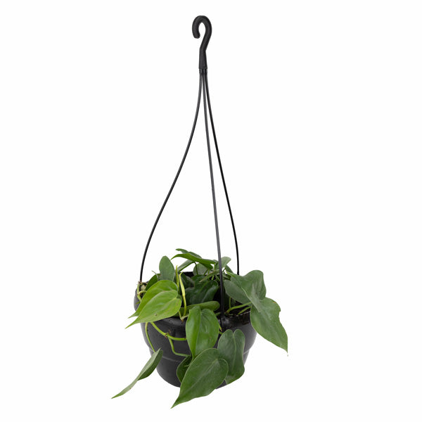 Heart Shaped Philodendron 20cm Hanging Basket