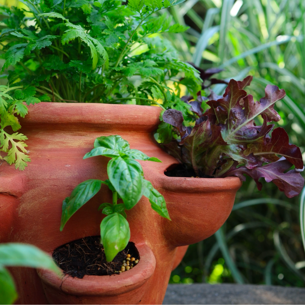 Terracotta Pot - Strawberry/ Herb Planter — Hadeco.co.za