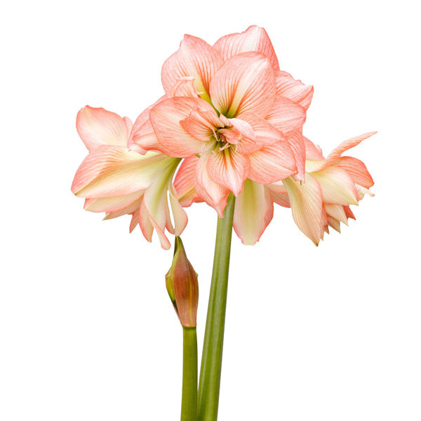 Amaryllis Sonata Double - Zombie®- 1 bulbs p-pack