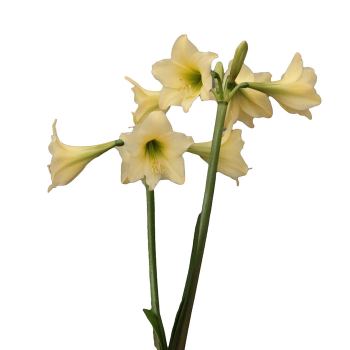 Amaryllis Sonatini - Honeybee™- 2 bulbs p-pack