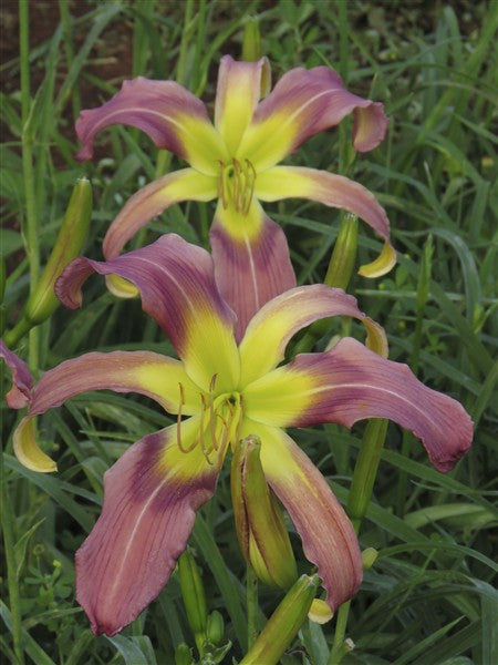 Hemerocallis (daylily) - Hootchie Mama (20.5cm bloom) - 2 plants p-pack