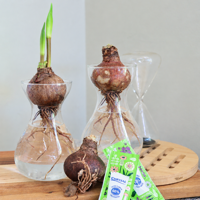 Hydroponic Hippeastrum (amaryllis) Kit