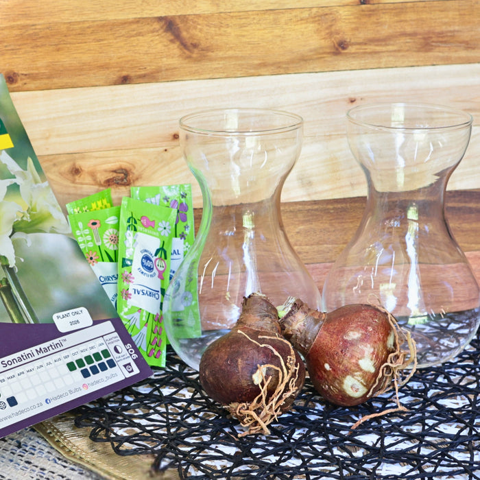 Hydroponic Hippeastrum (amaryllis) Kit
