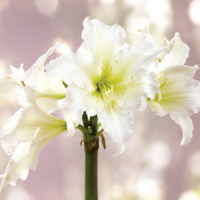 Hydroponic Hippeastrum (amaryllis) Kit