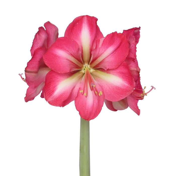 Hippeastrum (amaryllis) Symphony Single - Hypnotic - Red - 1 bulb p-pack