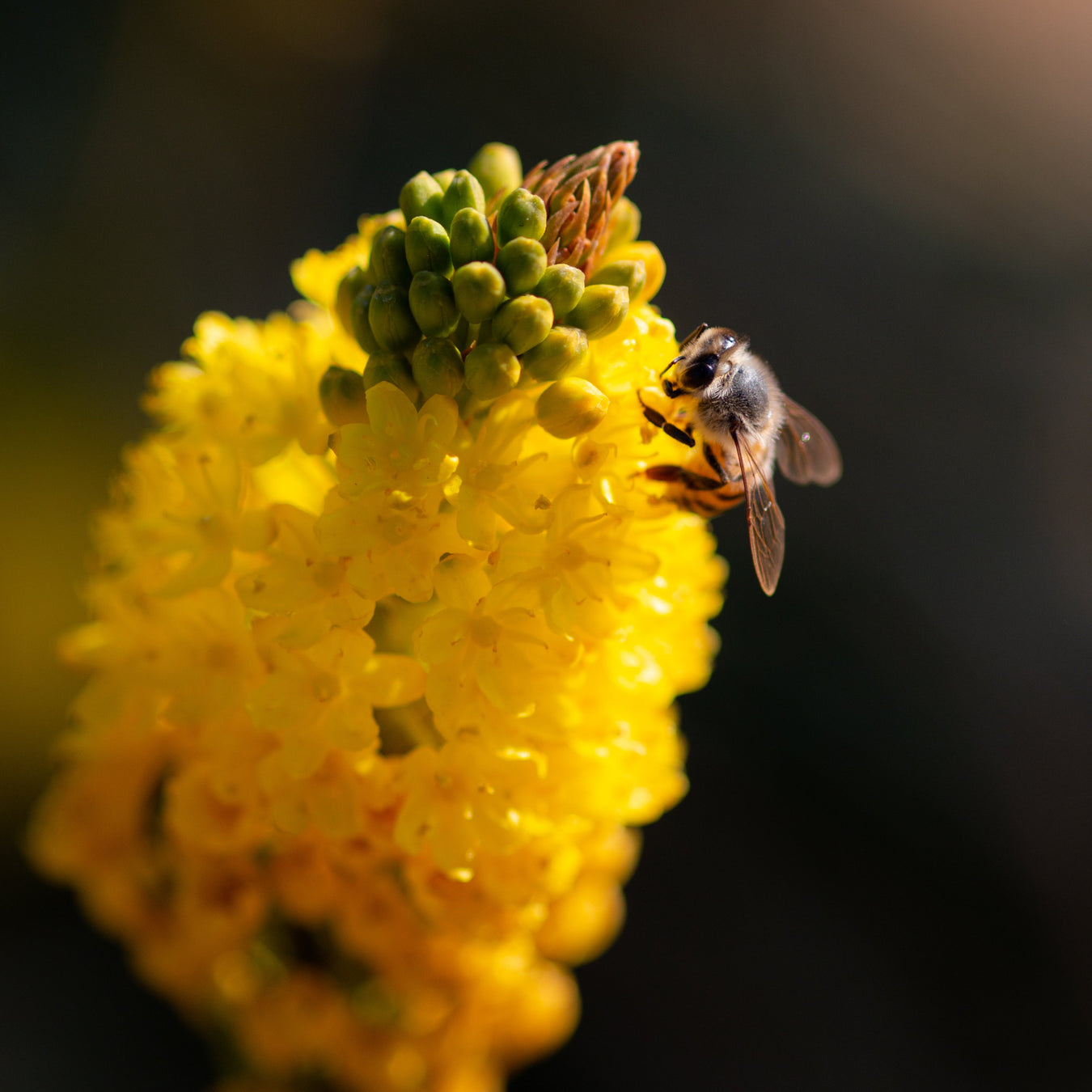 Bulbine