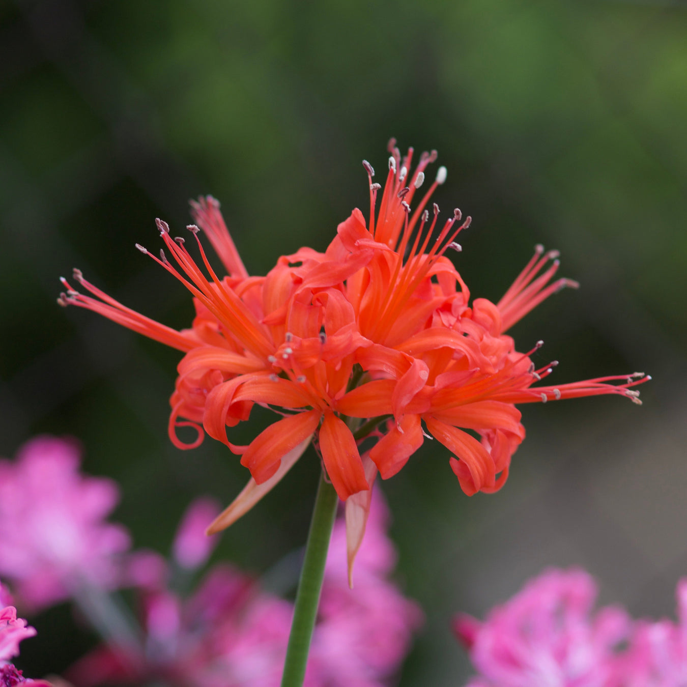 Nerine