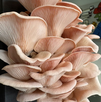 Summer grower - Pink Oyster Mushroom Box