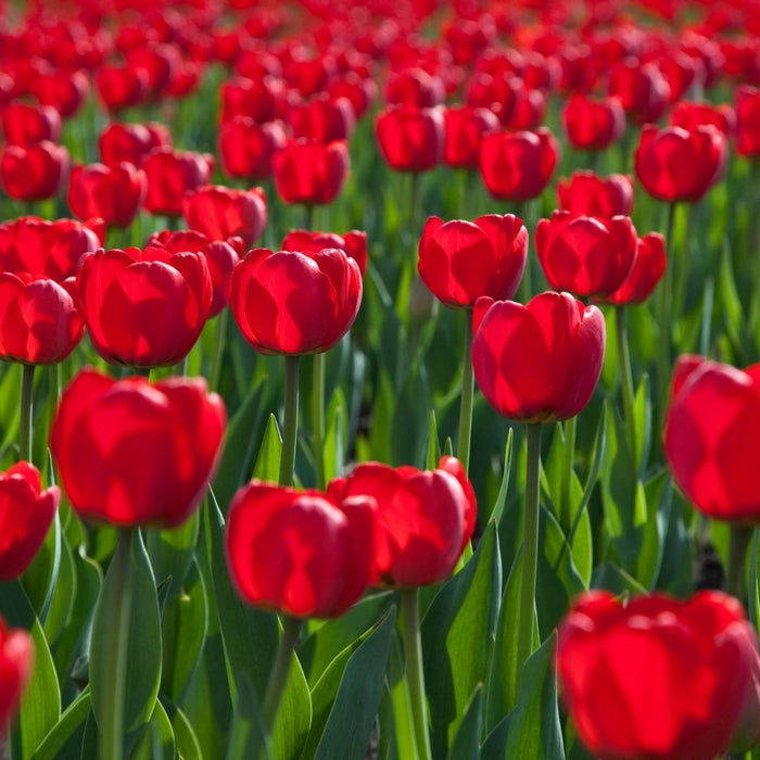 Cold-Treated Tulips - Ile de France - Single - 10 bulbs p-pack
