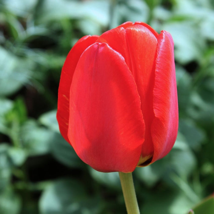 Cold-Treated Tulips - Ile de France - Single - 10 bulbs p-pack