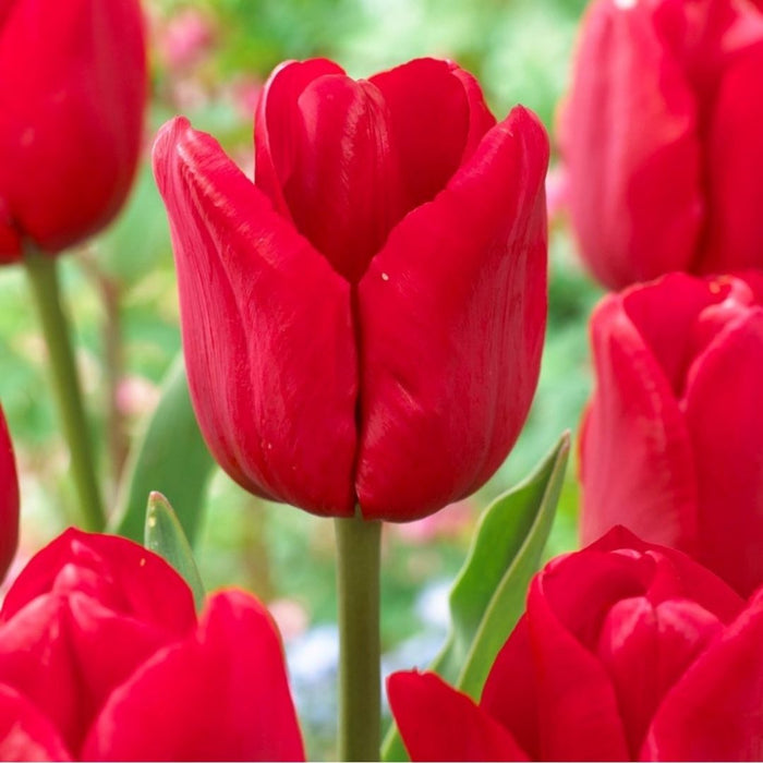 Cold-Treated Tulips - Ile de France - Single - 10 bulbs p-pack