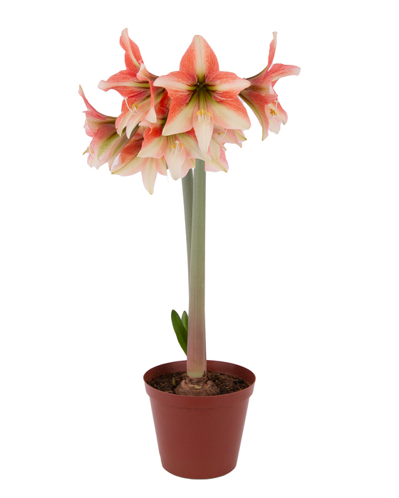 Hippeastrum (amaryllis) Sonata Single - Havana™- 2 bulbs p-pack