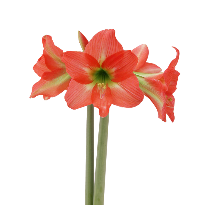 Hippeastrum (amaryllis) Sonatini - Aprica™ - 2 bulbs p-pack