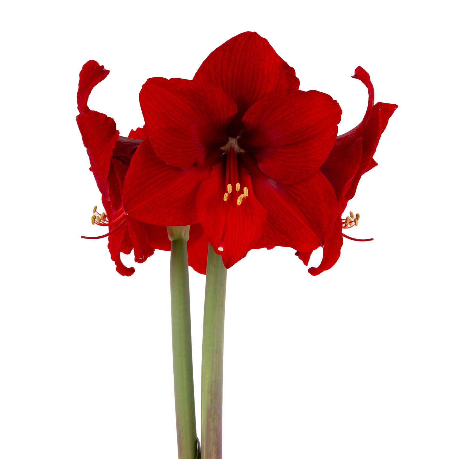 Summer Bulbs — Hadeco.co.za