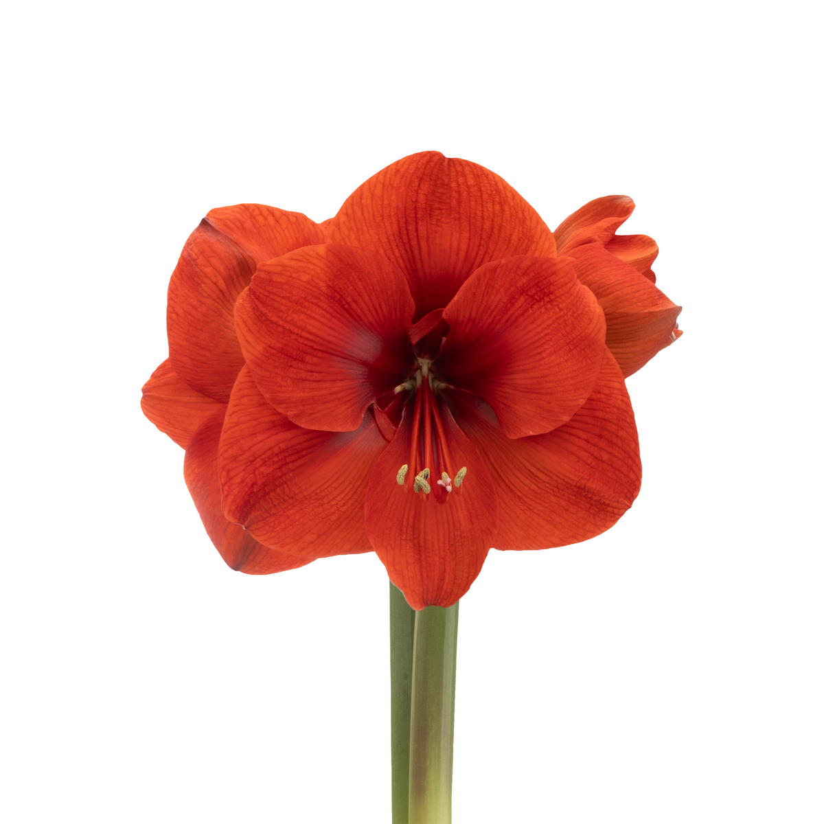 Hippeastrum (amaryllis) Symphony Single - Seville™ - 1 bulb p-pack