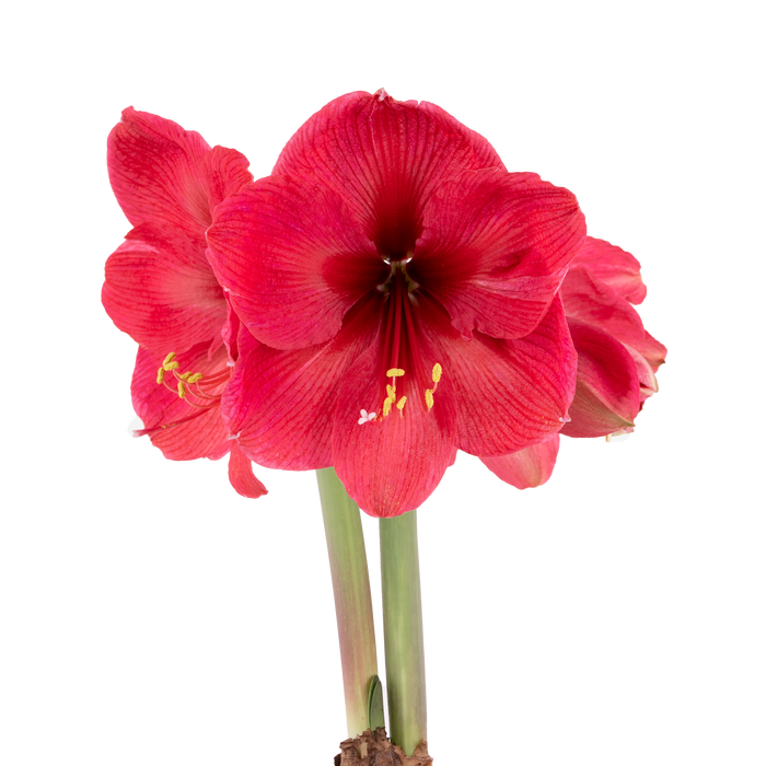 Hippeastrum (amaryllis) Symphony Single - Foxtrot™ - 1 bulb p-pack