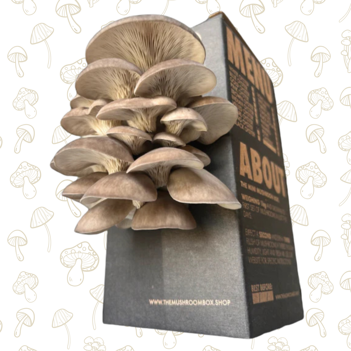 Immune Booster - Black Pearl Oyster Mushroom Box - Prefers Cool Climat ...