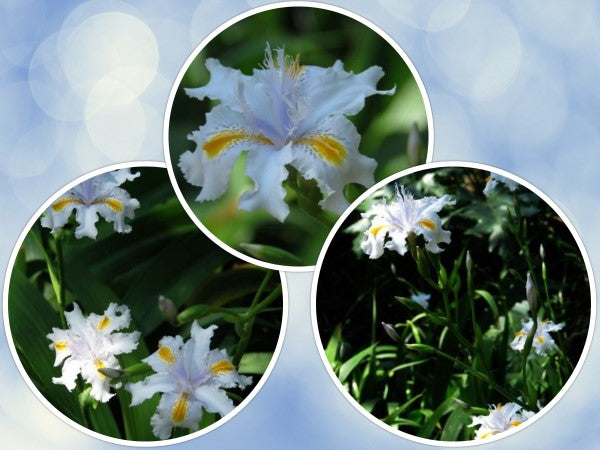 Iris Confusa (aka Iris Japonica) - 3 plants p-pack