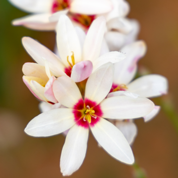 Ixia Giant - 25 bulbs p/pack