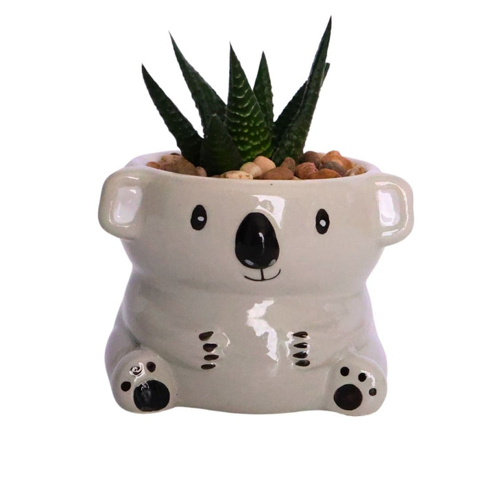 Mini Decorative Indoor Plant Pot – Assorted Styles