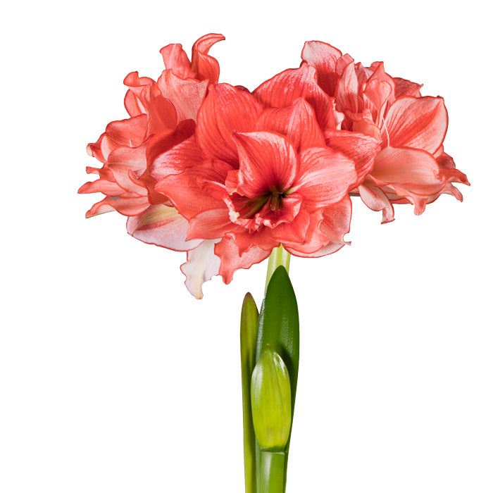 Amaryllis Sonata Double - Joker® - 1 bulbs p/pack