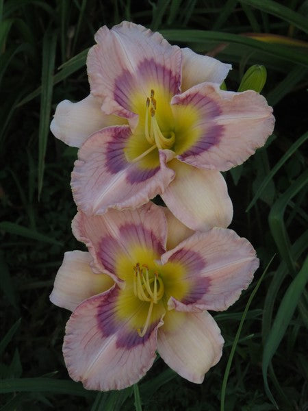 Hemerocallis (daylily) - Jungle Butterfly - 1 plant p-pack