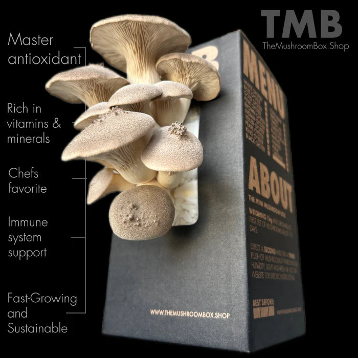 Chef's Favourite - King Oyster Mushroom Box