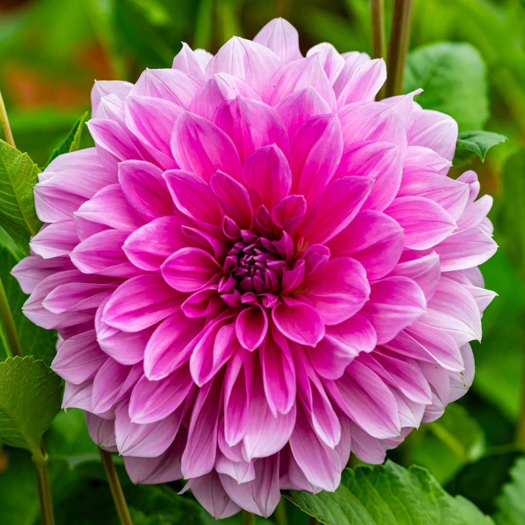 LavenderPerfection1_1200x1200.