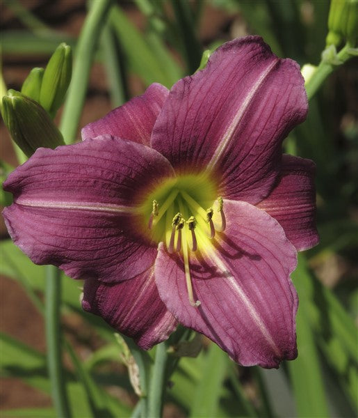 Hemerocallis (daylily) - Lavender Sheen - 3 plants p-pack