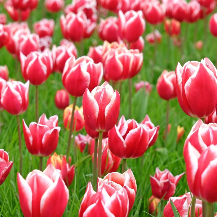 Cold-Treated Tulips - Leen van der Mark - Single - 10 bulbs p-pack