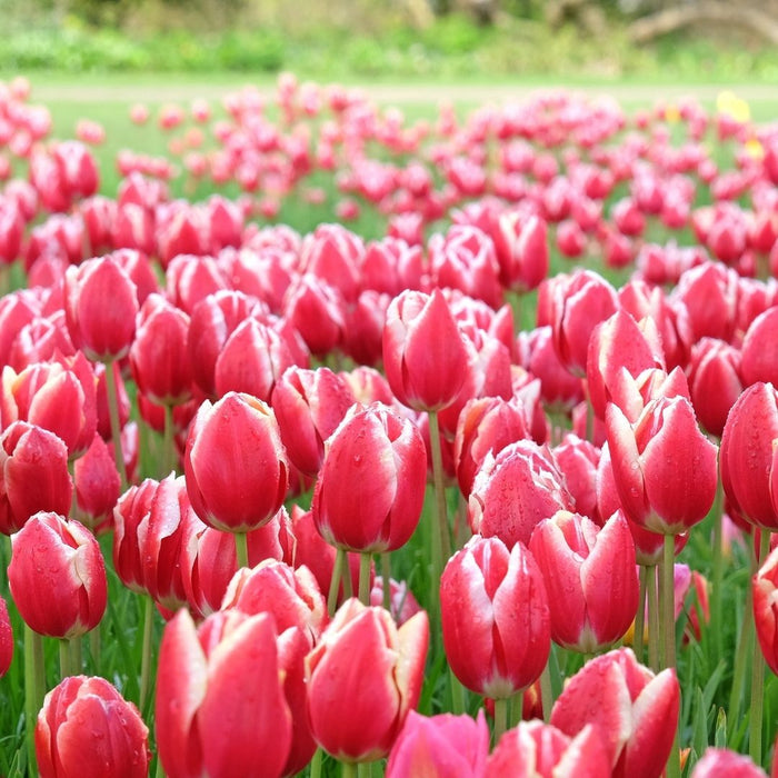 Cold-Treated Tulips - Leen van der Mark - Single - 10 bulbs p-pack