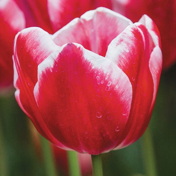 Cold-Treated Tulips - Leen van der Mark - Single - 10 bulbs p-pack