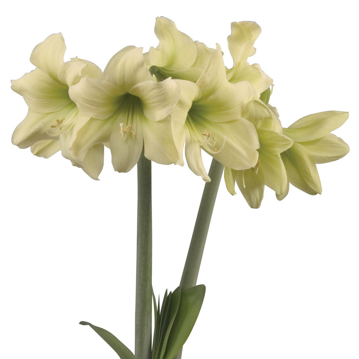 Amaryllis Sonatini - Lemon Sorbet® - 1 bulbs p-pack