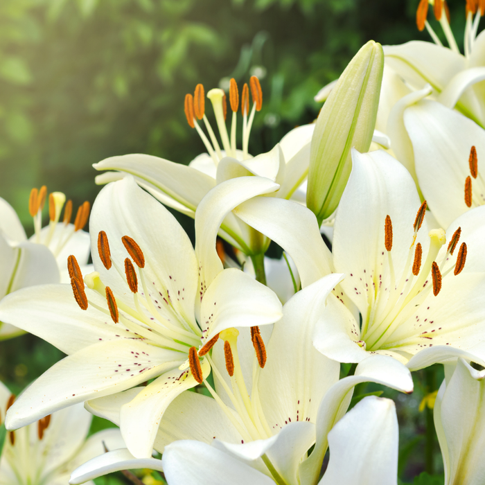 Lilium Asiflorum - Cream - 5 bulbs p-pack