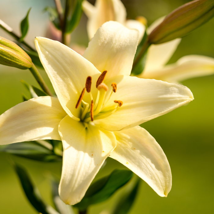 Lilium Asiflorum - Cream - 5 bulbs p-pack