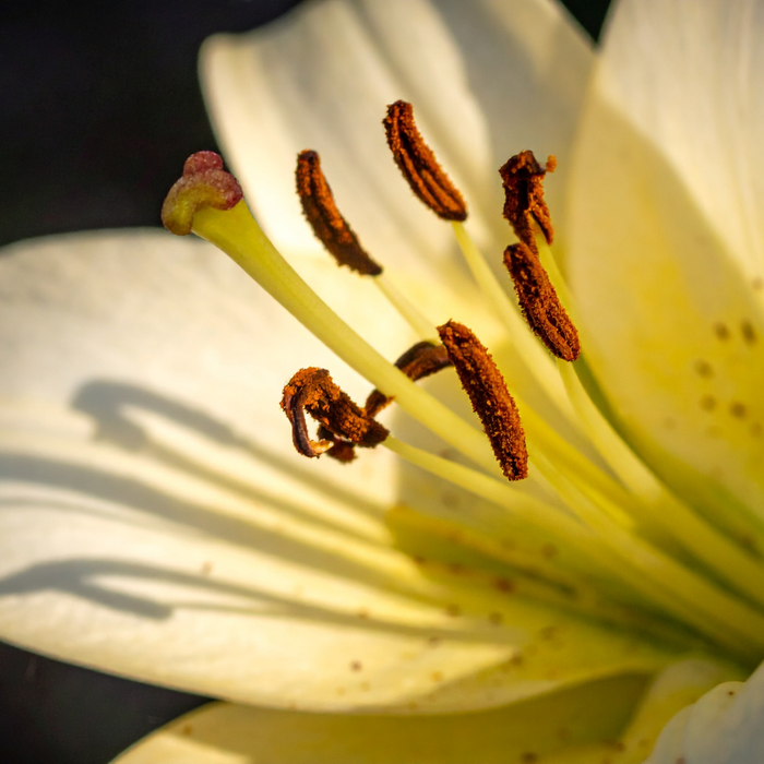 Lilium Asiflorum - Cream - 5 bulbs p-pack